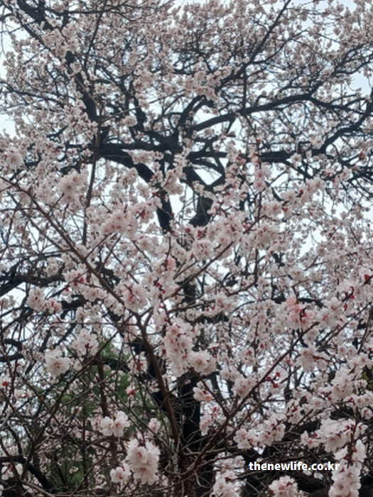 서울어린이대공원 벚꽃 돗자리 사진