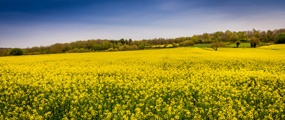 구리 유채꽃 축제 기본정보 행사일정 주차요금