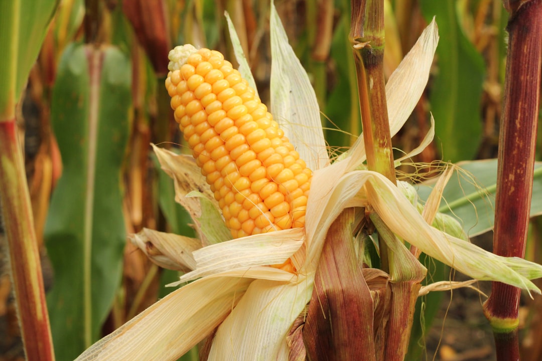 Corn.