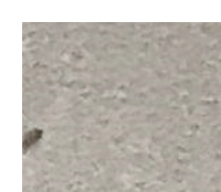 먼지다듬이 벌레