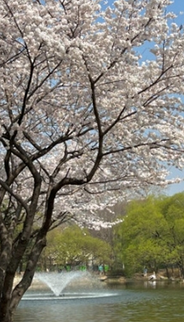 서울 벚꽃 명소 추천 베스트10 여의도 윤중로 석촌호수 서울숲 경희대학교 캠퍼스 남산공원 &amp; 남산도서관 앞 창경궁 양재천 북서울 꿈의숲 안양천 벚꽃길 한성대입구 낙산공원