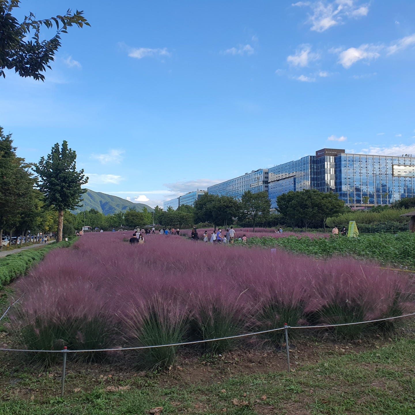 핑크뮬리 밭