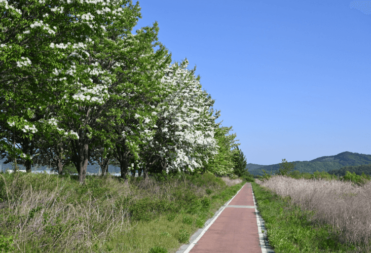 진천석정리-이팝나무길