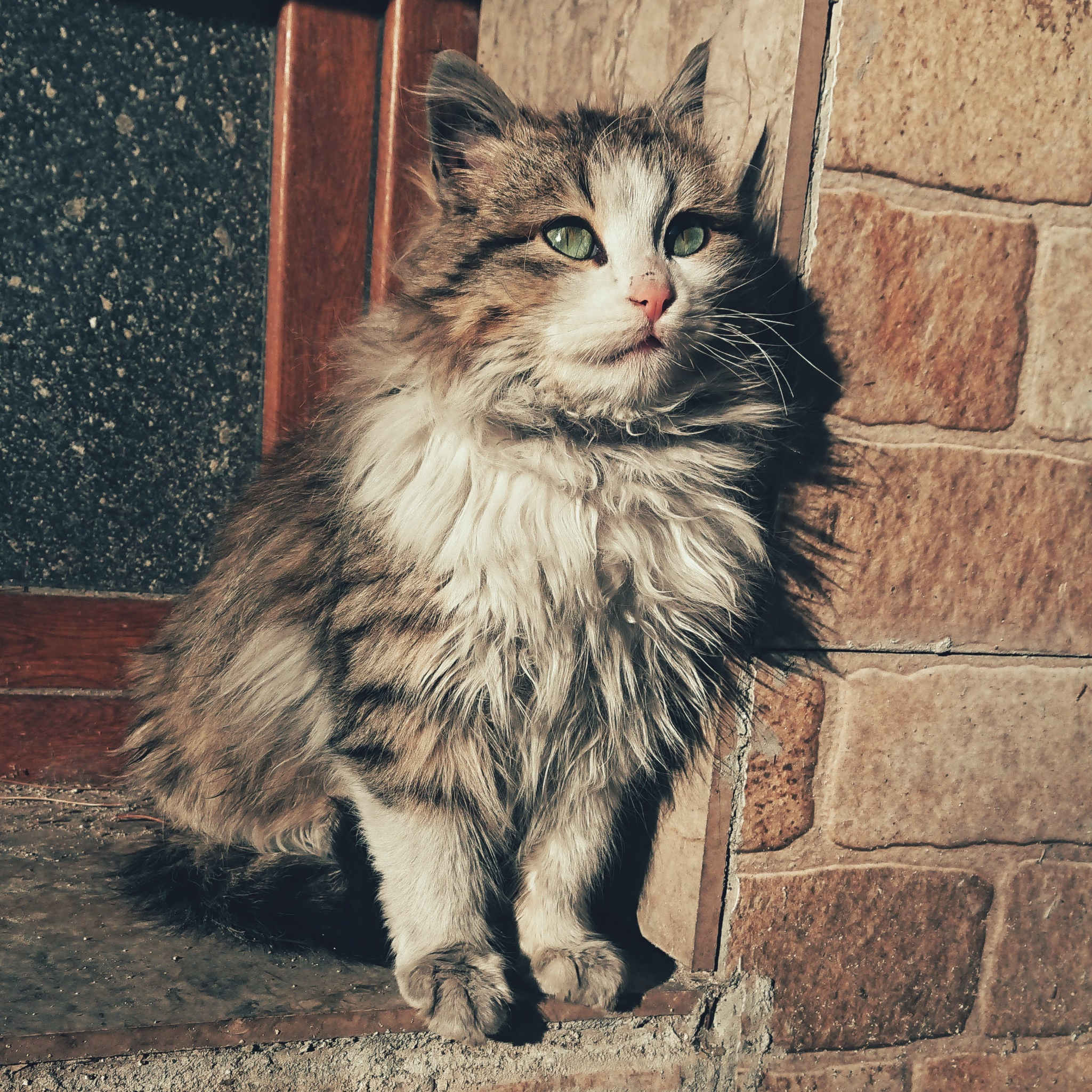 노르웨이숲 체격