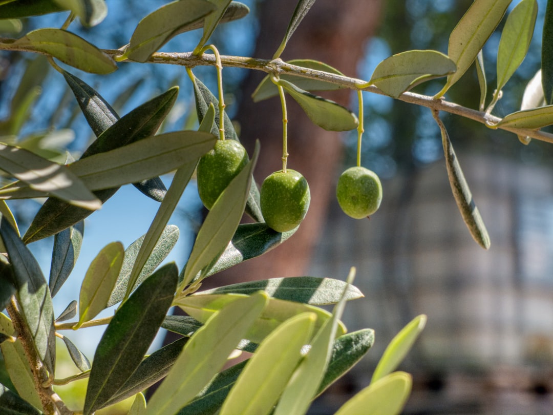 Olive