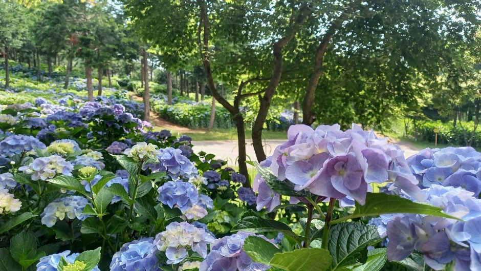 윤제림 수국