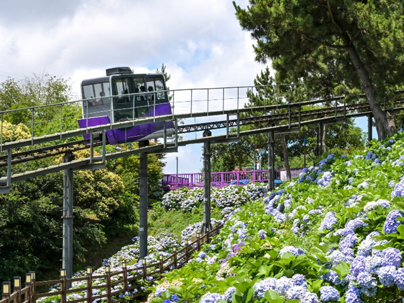 모노레일 타고 수국길 감상