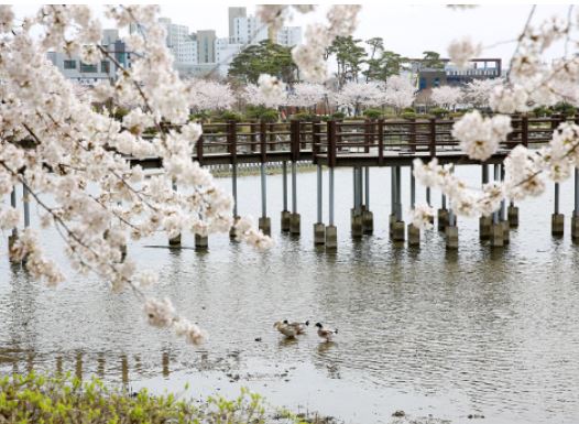 서산 벚꽃