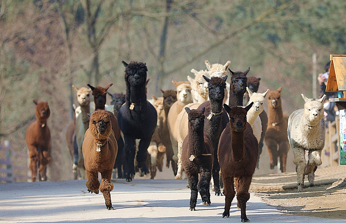 알파카 월드(4)
