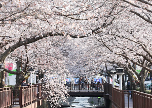 벚꽃으로유명한여행지