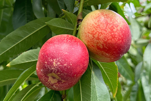 신비복숭아특징