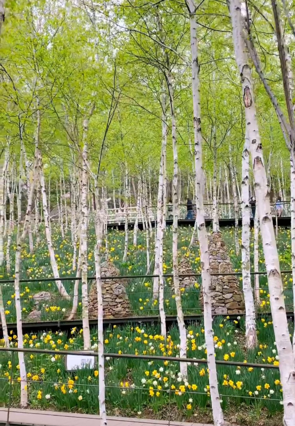 화담숲 자작나무