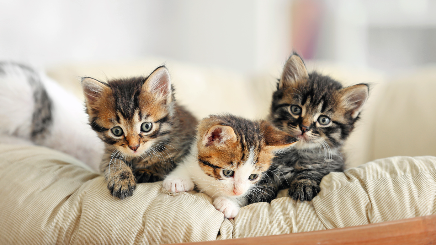 아기 고양이에게 꼭 필요한 7가지 필수품