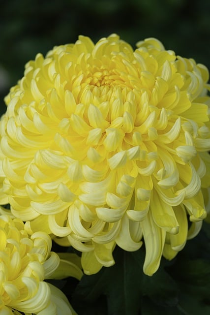 히비스커스 관련 사진