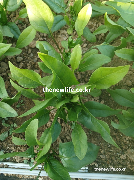 시금치 밭에서 자라는 모습으로 혈관 건강과 혈압 관리에 도움을 주는 시금치 효능을 보여주는 실사 이미지