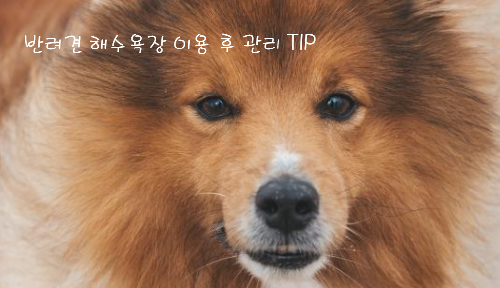 반려견 해수욕장 이용 후 관리 팁