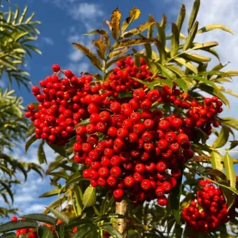 마가목 열매 효능 먹는 법 부작용 포함 10가지 정리_7