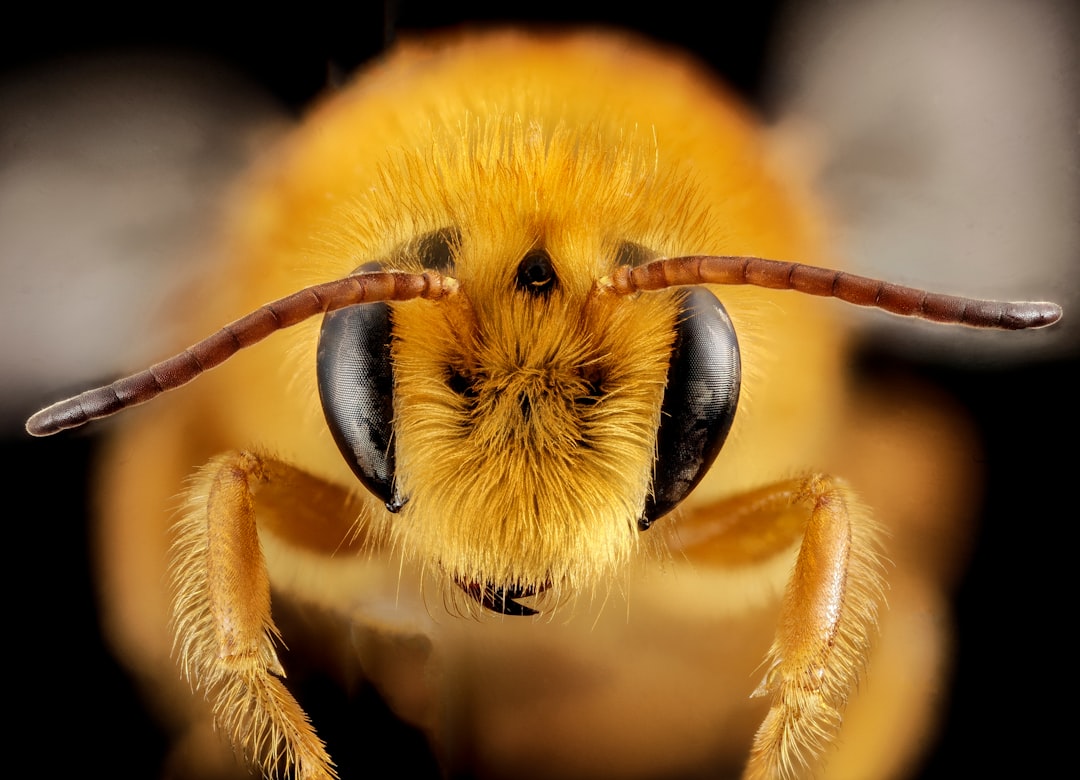 Insect