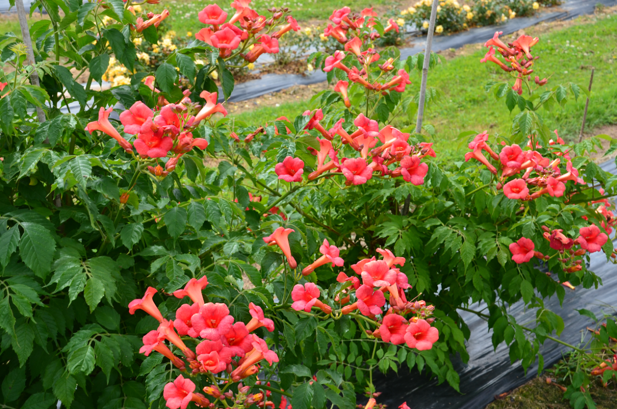 능소화 꽃말 묘목 키우기 꽃 명소 개화시기 전설 독성 삽목 시모음