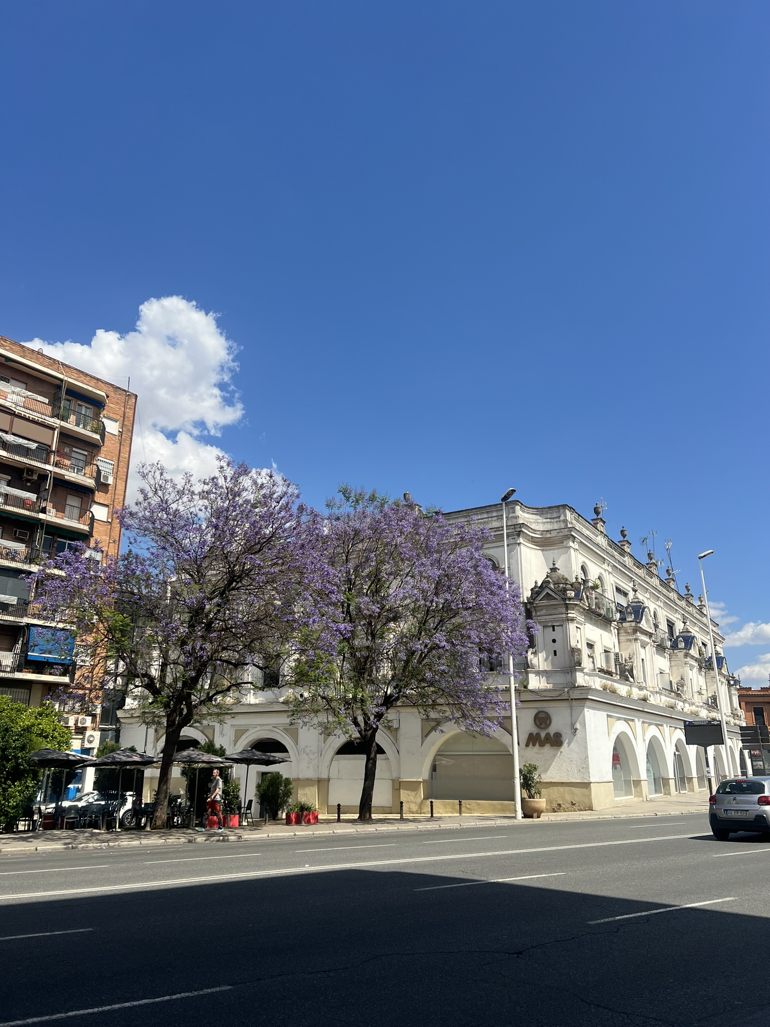 세비야도착 반겨준 보라색나무 사진