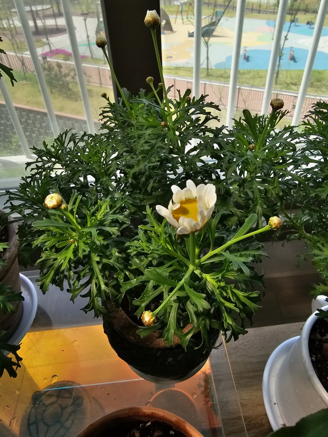 꽃잎이 펼져지는 과정