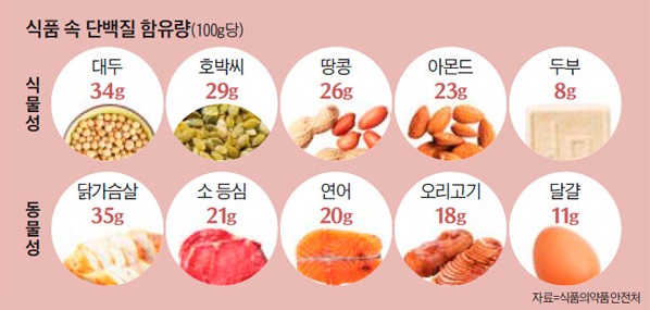 단백질이 풍부한 음식