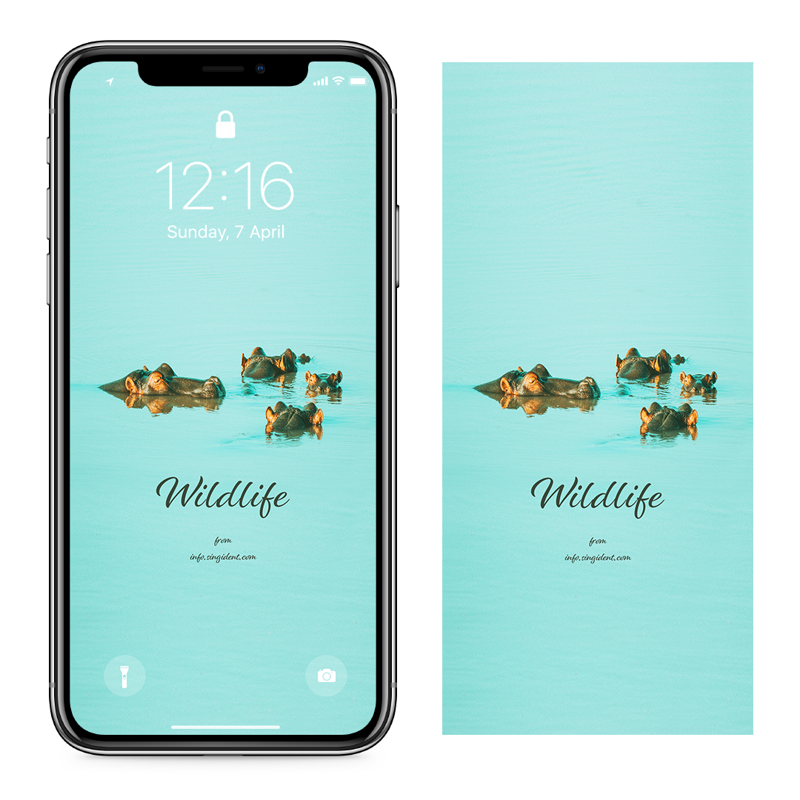 04 물 속에 하마 가족 C - Wildlife 아프리카배경화면