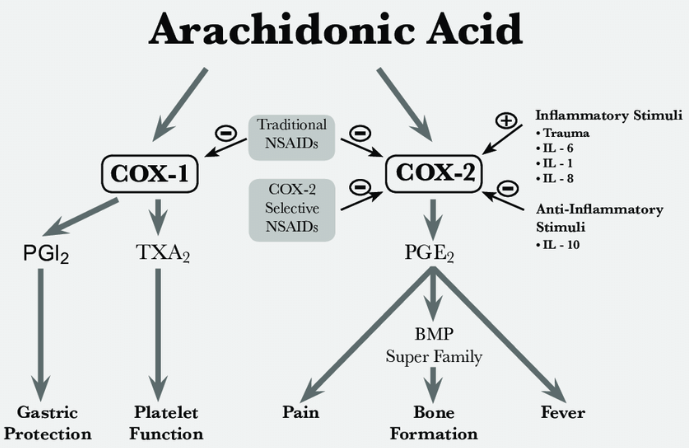 NSAID_작용기전