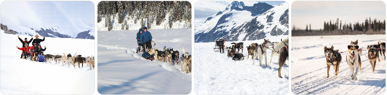 알래스카 개썰매 관련 이미지