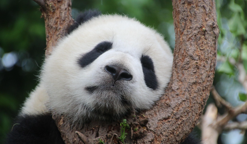 중국 팬더 사진