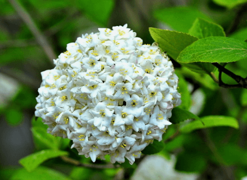 분꽃나무 꽃 꽃말 향기 열매 및 삽목 키우기 알아보기(유럽 토종)