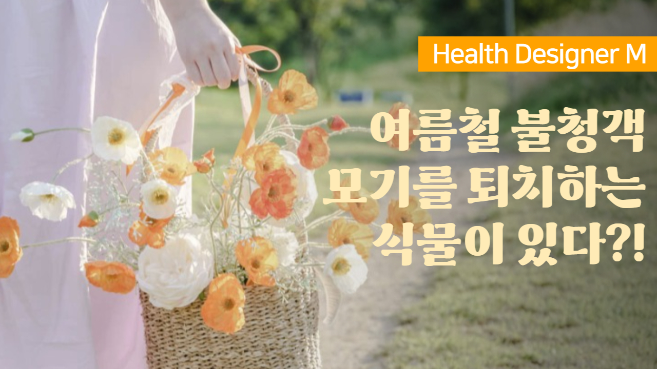 모기 퇴치 식물