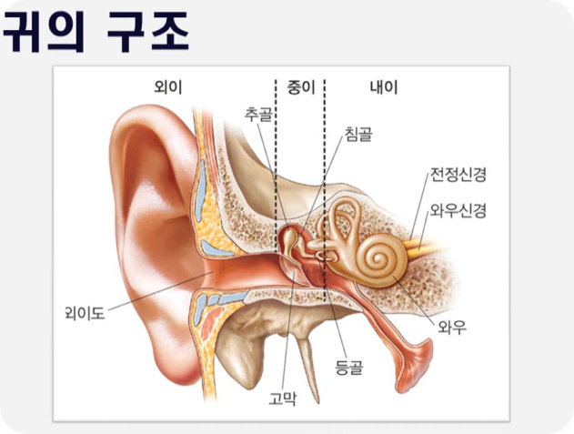귀의 구조