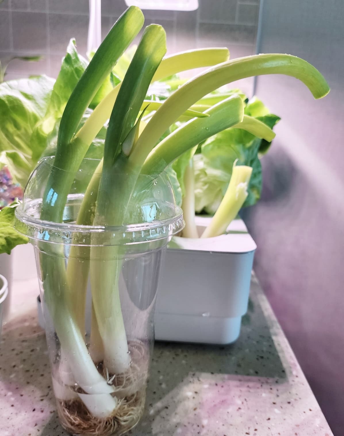 파테크 파 수경 재배 쉽게 하기