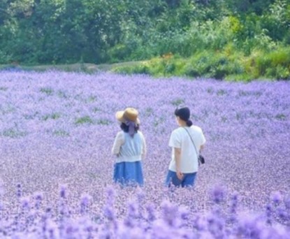 고창 라벤더 축제