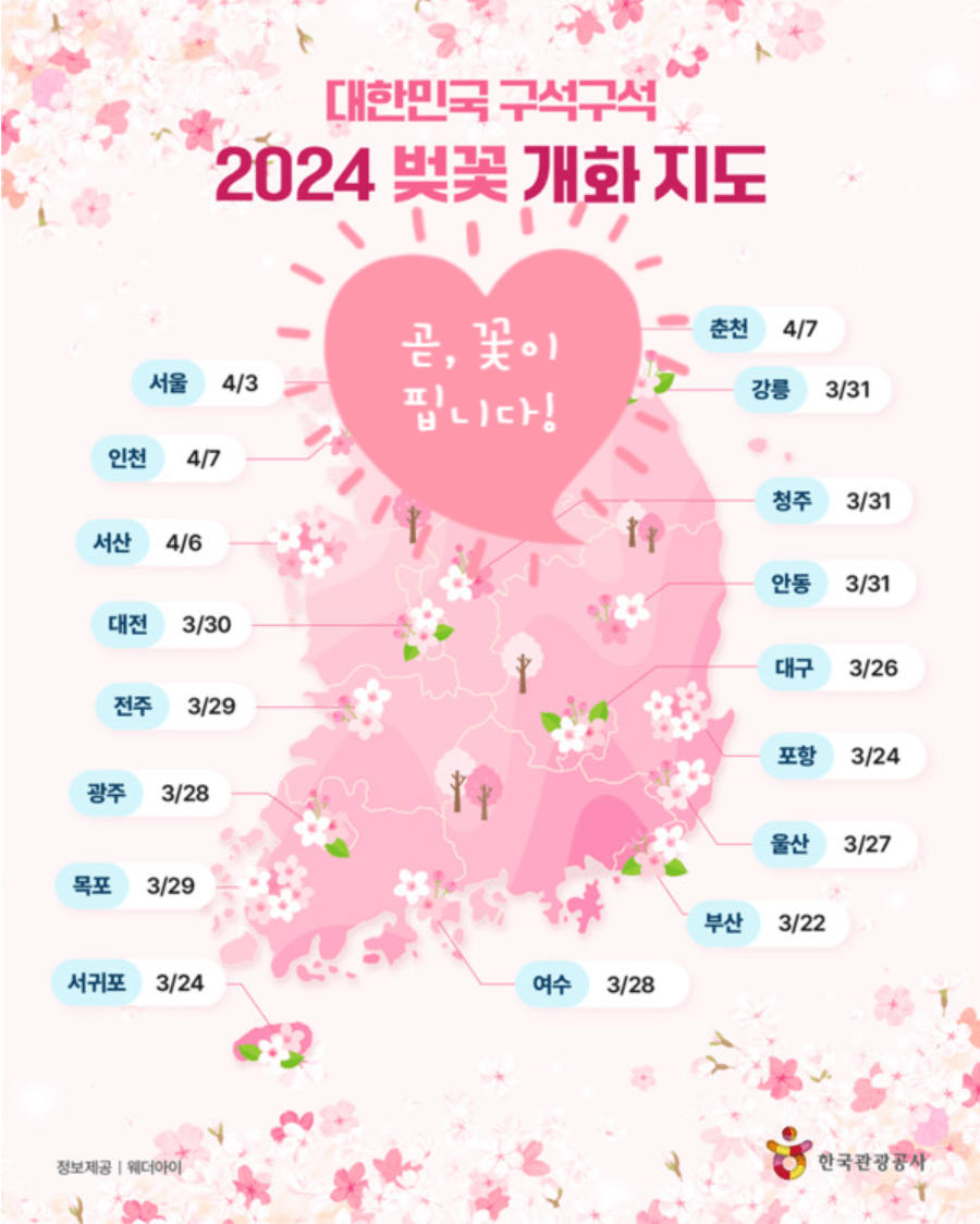 2024년 벚꽃 개화시기