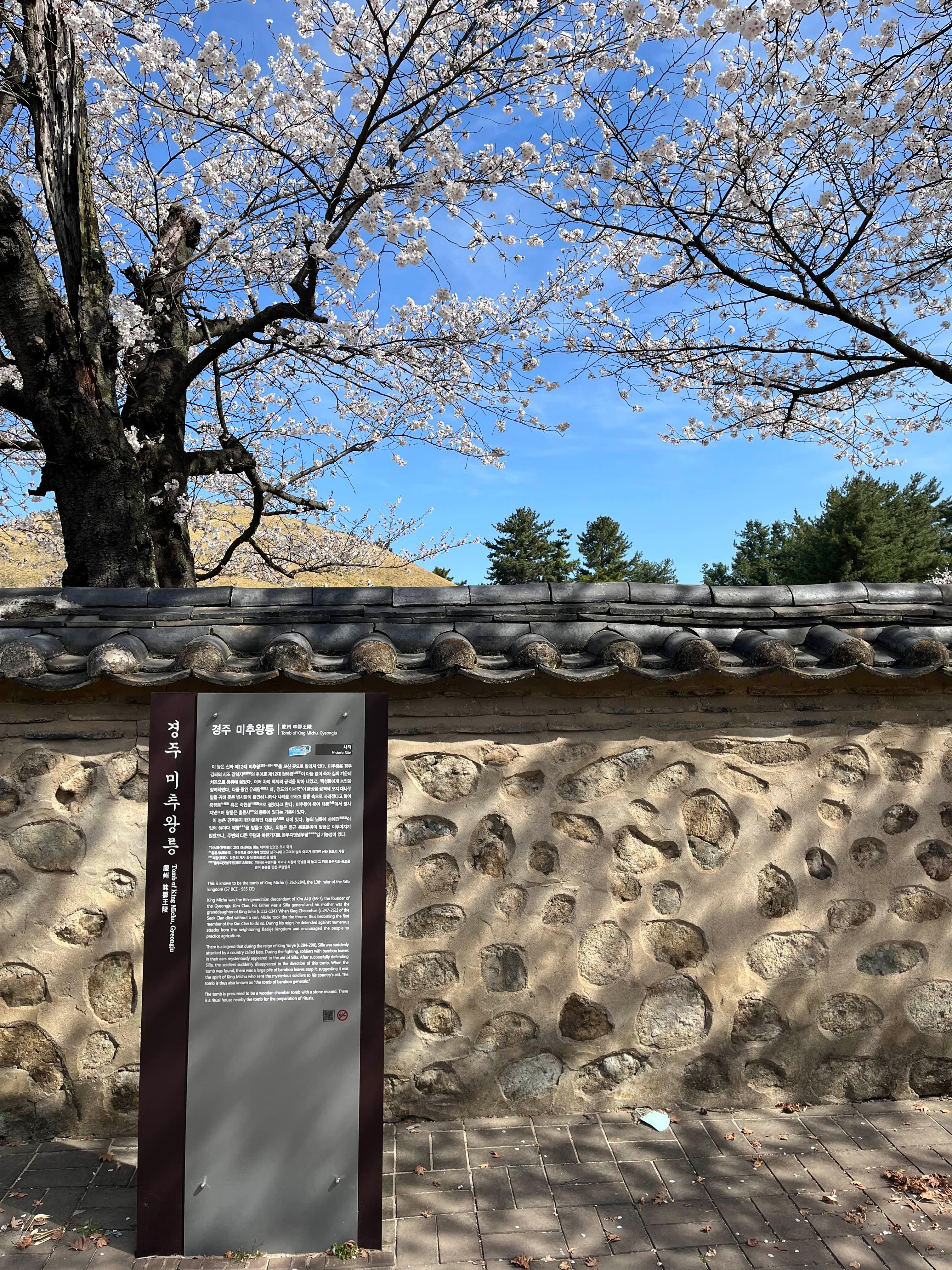 경주 벚꽃 명소