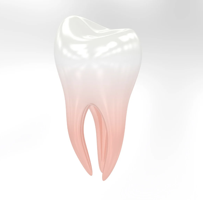상아세관의 구조와 치아 민감도의 관계