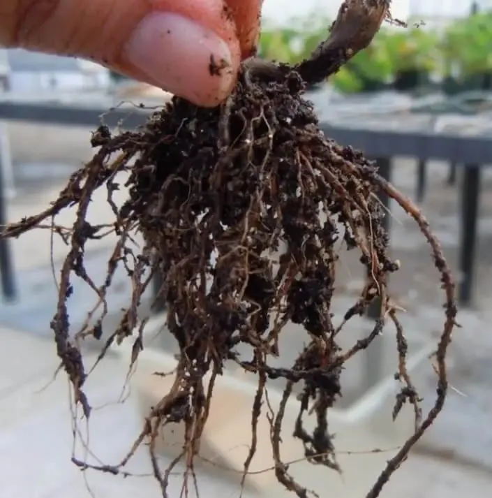 화분 뿌리썩음 예방 배수층강화 흙배합개선 물주기간격 체크리스트_7