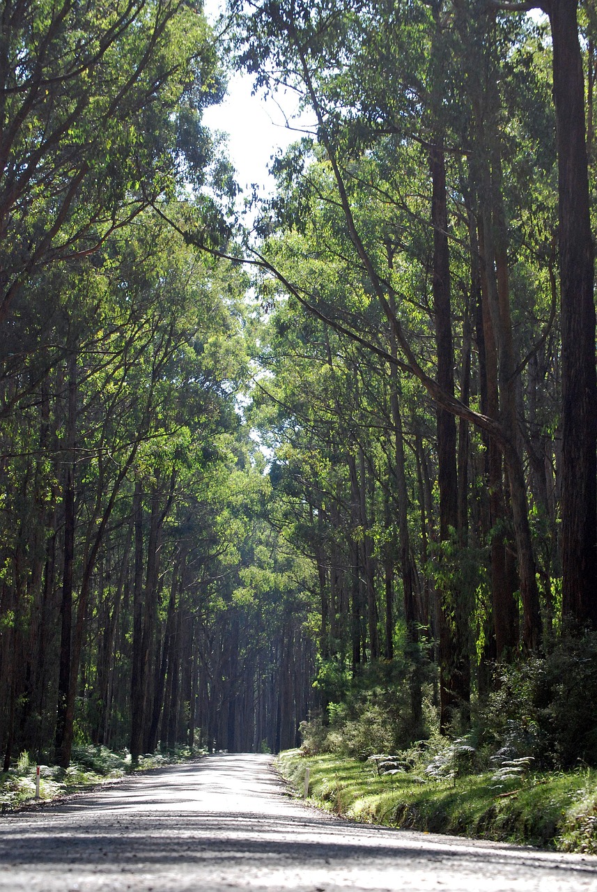 힐링 산책길 건강 효과와 추천코스 - 힐링 산책길