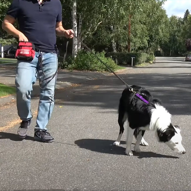 주인을-끌고가는-강아지