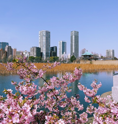 봄에 꼭 가봐야 할 일본의 벚꽃 명소