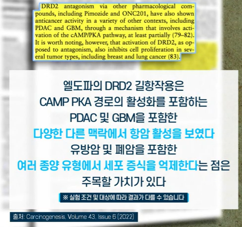 자이언트 파바빈 효능