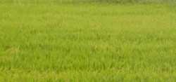 Tile 10