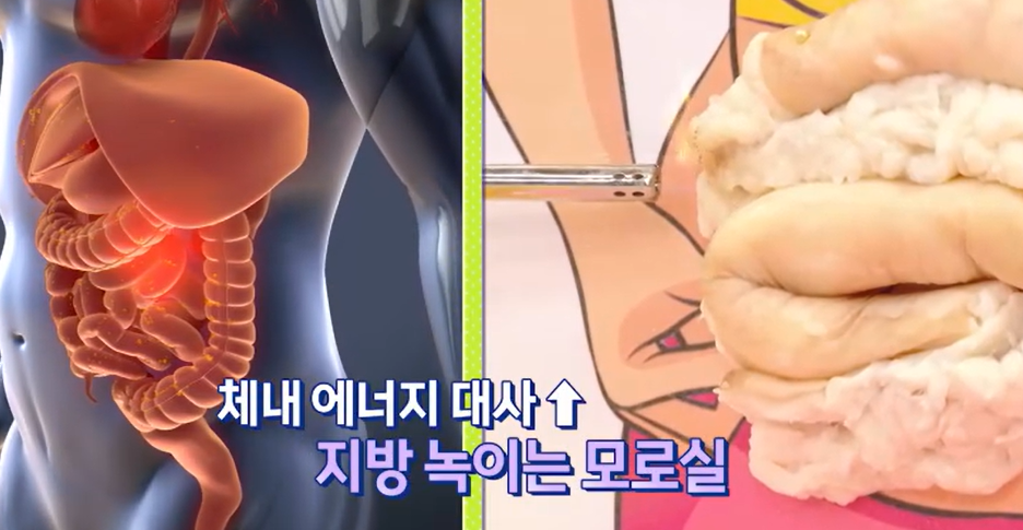 모로실 효능