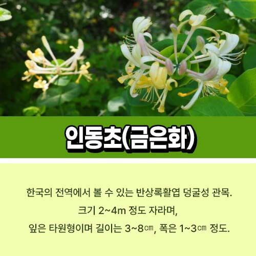 인동초
