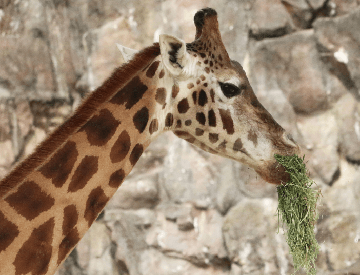 과천 서울대공원 다자녀 입장권 무료 (다둥이∙아이플러스 카드)ㅣ리프트 할인∙주차정보