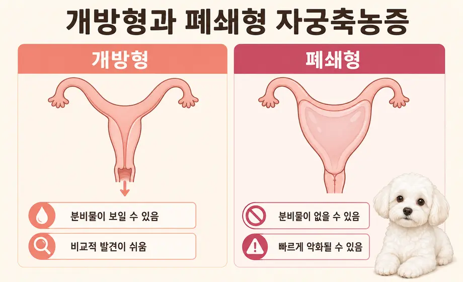 강아지 개방형과 폐쇄형 자궁축농증 증상 차이 비교