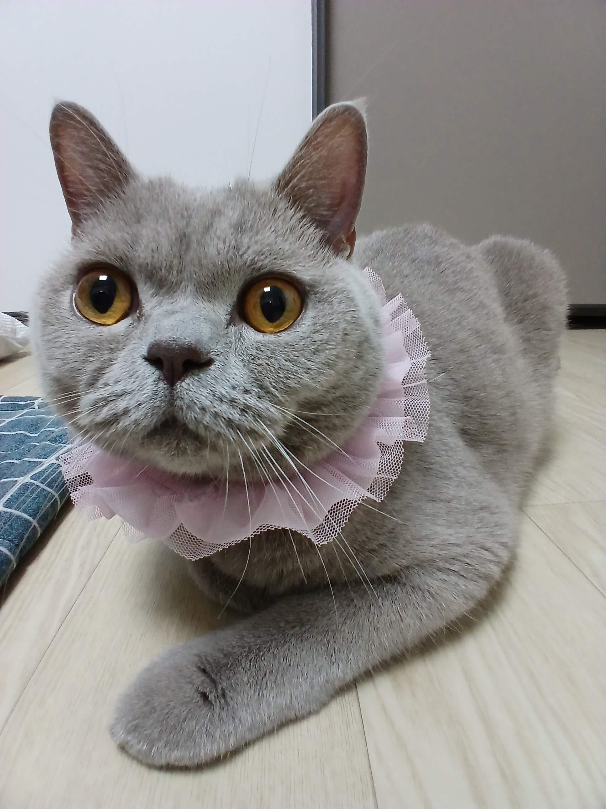 고양이 누니가 아침에 빤히 쳐다보는데 수염이 아래로 쳐져 있어요.