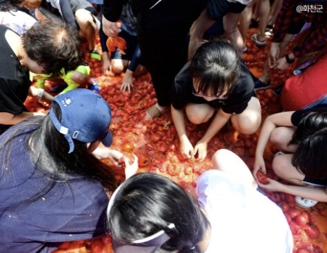 2026 화천 토마토축제